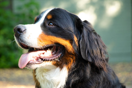 bernese mountain dog in the park in the summer for walks in ukraine, purebred dog, training dogの写真素材
