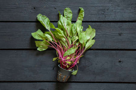 Swiss chard salad in a pot lies on a black wooden table, green saladの写真素材