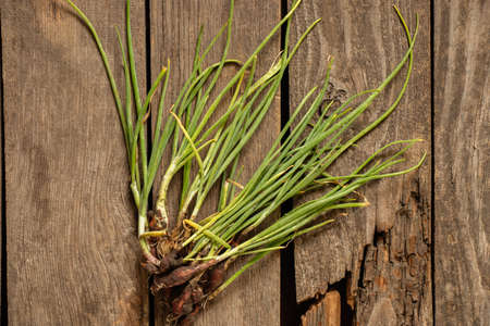 young green onions with roots in the mud lies on an old wooden table, green onions