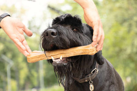 giant schnauzer with a bone in its teeth, dog food, a dog on a walk in a park in Ukraineの写真素材