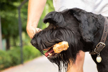 giant schnauzer with a bone in its teeth, dog food, a dog on a walk in a park in Ukraineの写真素材