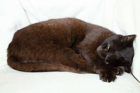 black cat sleeping on a white blanket, cat on a white backgroundの写真素材