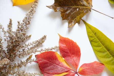 autumn colorful leaves with different trees yellow red green lie on a white background, autumn leaves for a background, autumn leaves, autumn backgroundの写真素材
