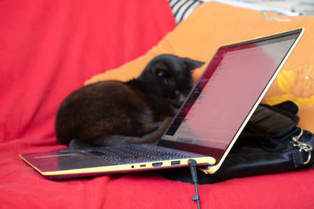 a black cat sits on a red sofa near a laptop, working online, freelancing, a laptop on the bed and a cat nearbyの写真素材