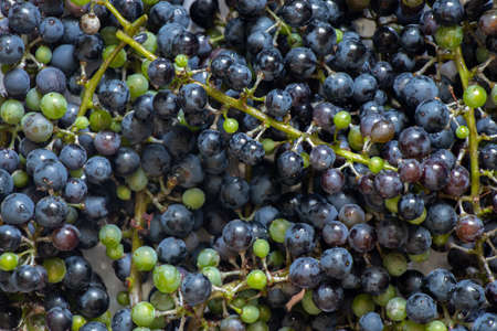 ripe blue grapes for background, grape harvest close upの写真素材