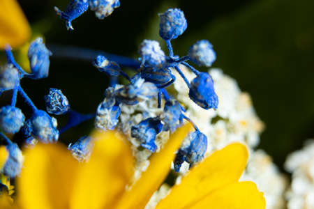 bouquet of different wildflowers macro photo, flowers collection in the field as background, floral backgroundの写真素材