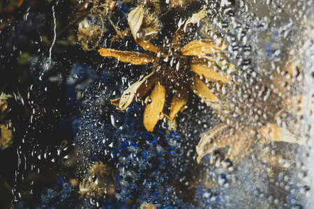 a bouquet of wild blue and yellow flowers dried up behind wet glass as a background, flowers behind glass, floral backgroundの写真素材