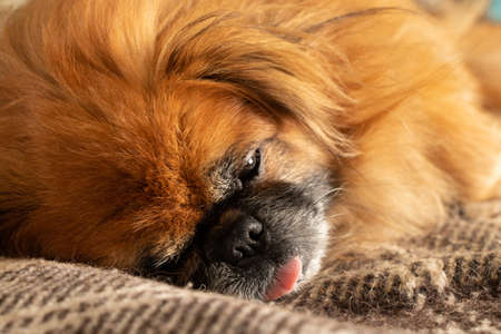 red-haired Pekingese dog sleeps in a blanket on the bed with his tongue out