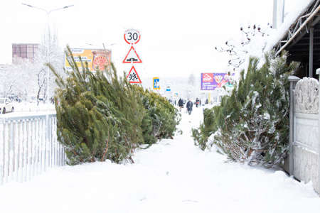 Ukraine Dnipro 27.12.2021 - selling Christmas trees for the new year on the street in winter in the snow in the city, buying a Christmas tree at the bazaarのeditorial素材