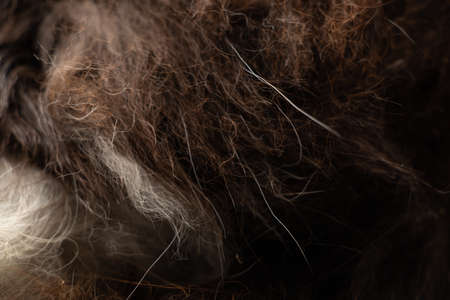 Feline wool black white cat, wool for backgroundの写真素材