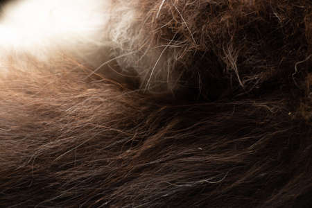 Feline wool black white cat, wool for backgroundの写真素材