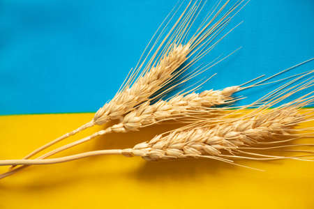 Wheat lies on the national flag of Ukraine, yellow and blue, Stop the war in Ukraine and peace to all, wheat harvest on the fields of Ukraineの写真素材