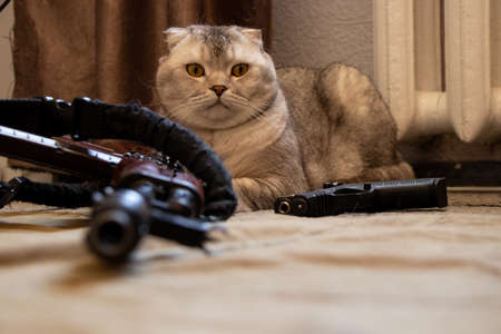 A domestic cat sits near a military machine gun and a pistol in a residential building, house and order protection, military weapons and a cat, war in Ukraine 2022の写真素材