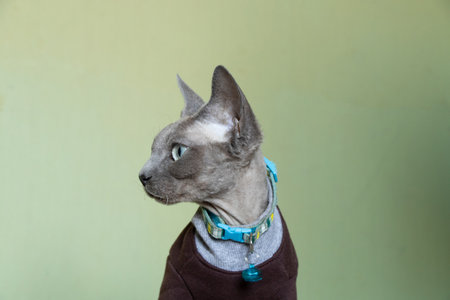 Gray Sphinx sits at home on the sofa in cat clothes, Danish cat