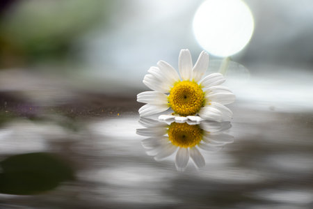 One chamomile flower lies on a black glossy background in the sun ,flowers and romanceの写真素材