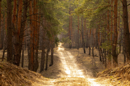 road in the coniferous forest on a spring sunny day in Ukraine