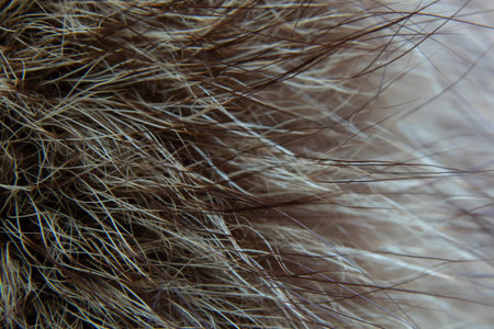 natural animal fur closeup as backgroundの写真素材