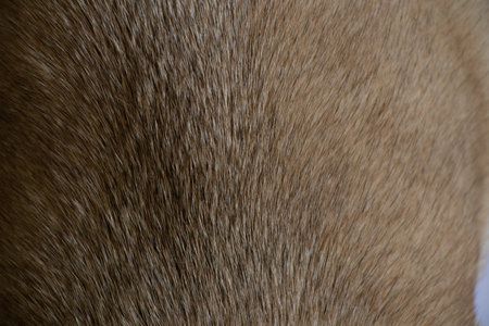 dog hair of a pug's back as a background
