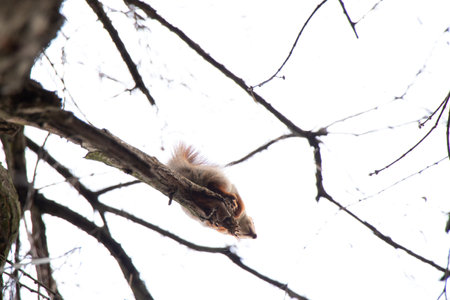 squirrel in the autumn forest in Ukraine duringの写真素材