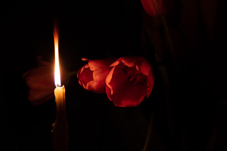 Candle flame and pink tulips in the dark , holiday and cultureの写真素材