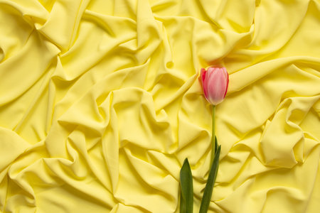 One pink tulip lies on a yellow fabric close up, flowersの写真素材