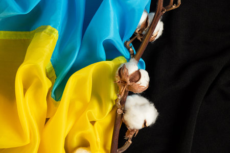 A branch of dry cotton and the flag of Ukraine on a black fabricの写真素材