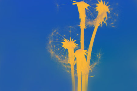 Yellow dandelion on a blue background, the colors of the flag of Ukraineの写真素材