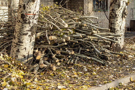 A lot of cut branches from a tree on a street in the city, cut branches on trees, treesの写真素材