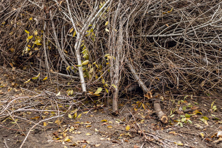 A lot of cut branches from a tree on a street in the city, cut branches on trees, treesの写真素材