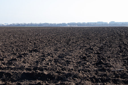 crops sprout on the field in Ukraine on a sunny dayの写真素材