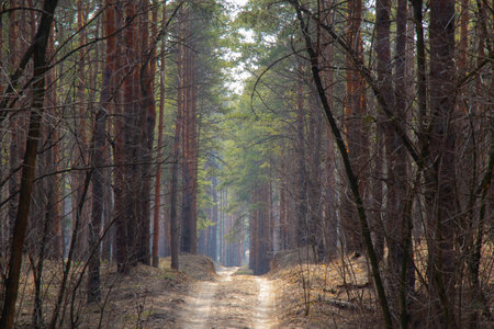 road in the coniferous forest on a spring sunny day in Ukraineの写真素材