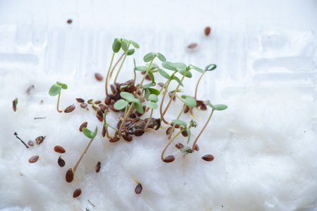 sprouted flower seeds on a white background, macro photoの写真素材