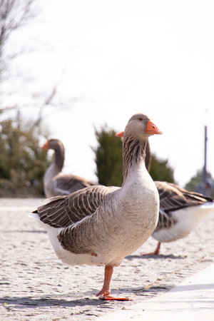 Gray domestic goose in parks in the sun in Ukraine in spring ,bird and natureの写真素材