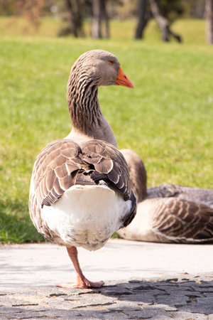 Gray domestic goose in parks in the sun in Ukraine in spring ,bird and natureの写真素材