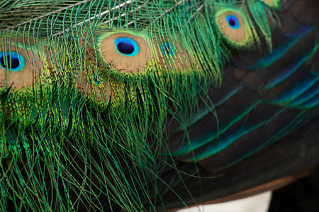 Feathers and wings of a peacock as a backgroundの写真素材