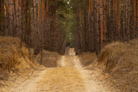 road in the coniferous forest on a spring sunny day in Ukraineの写真素材
