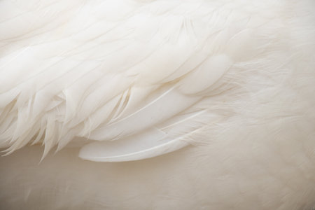 White peacock as background close-up, white feathersの写真素材