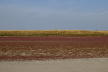 red grass on the estuary against the blue sky