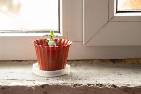 small indoor flower in a brown pot stands on the windowsill on the window on the sun in the bedroom