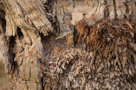 palm tree bark close up as backgroundの写真素材