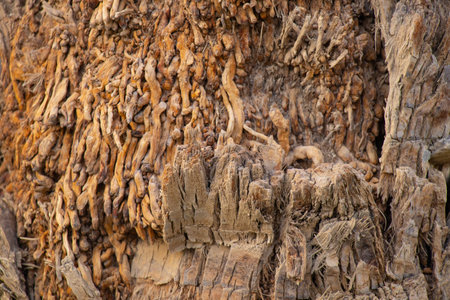 palm tree bark close up as backgroundの写真素材