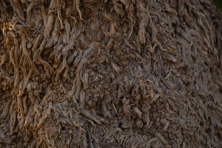 palm tree bark close up as backgroundの写真素材