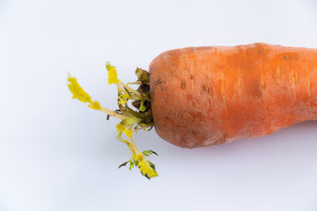 sprouted dirty carrots on a whiteの写真素材