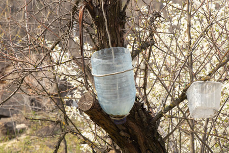 homemade plastic washbasin from a bottle hanging on a treeの写真素材