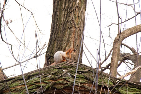 squirrel in the autumn forest in Ukraine duringの写真素材