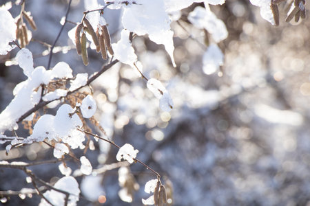 tree branches in the snow in the winter in the sunの写真素材