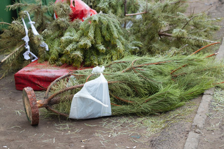 green tree thrown into the bin in the cities of Dnieper in January after the new yearの写真素材