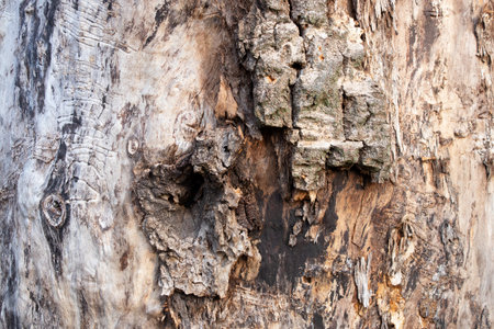tree in the forest old bark background close-upの写真素材