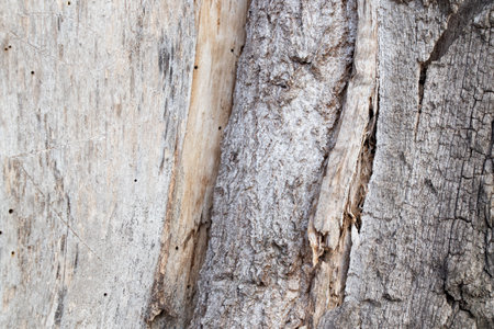 tree in the forest old bark background close-upの写真素材