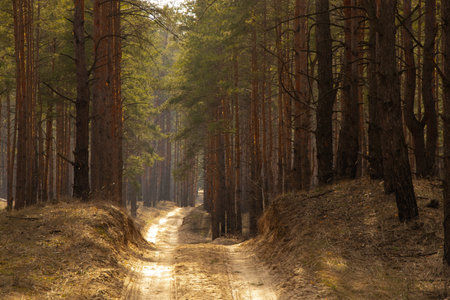 road in the coniferous forest on a spring sunny day in Ukraineの写真素材